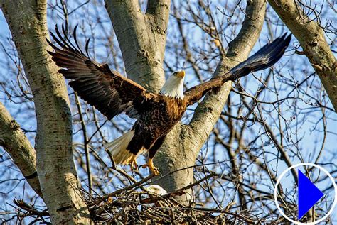 Avon Lake Bald Eagles | Live Streaming Webcam | Ohio | United States