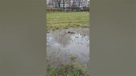 Птицы в городе. Birds in the city. Ducks eat duckweed. - YouTube