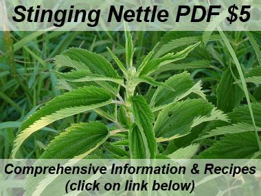 Stinging Nettle Pictures Flowers Leaves And Identification Urtica Dioica
