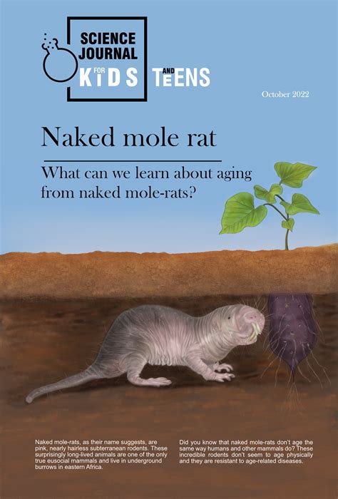 Naked Mole Rat Behance