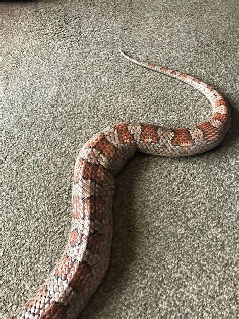 Мыши, голодные крысы и жирные змеи - полезная информация от T-RexFood ...