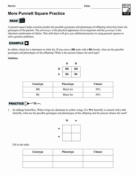 Blank Punnett Square Worksheet