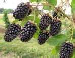 Ежевика Арапахо: описание сорта и характеристики, особенности и ...