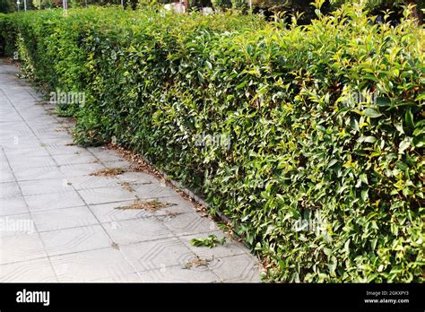 Ornamental Shrubs Hi Res Stock Photography And Images Alamy