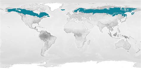 Northwest Coniferous Forest Map