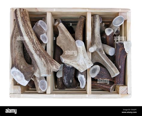 Pile Of Antlers Cut Out Stock Images And Pictures Alamy