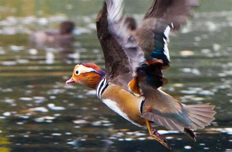 mandarin duck facts - Animals Time