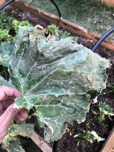 Please Help Identify This Butternut Squash Leaf Disease In The