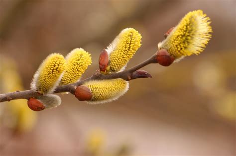 Free Pussy Willow Nature Images Pixabay