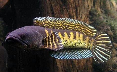 Golden Cobra Snakehead Channel Aurantimaculata Ikan