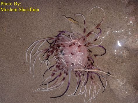 Can Anyone Identify This Sea Anemone Species