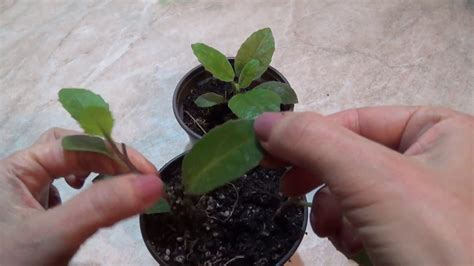 ЛИСТЬЯ БОГА - ДЖИНУРА ПРОКУМБЕНС (Gynura procumbens).Ускоренное ...