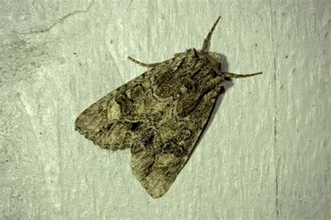 Genus Paraseptis · iNaturalist