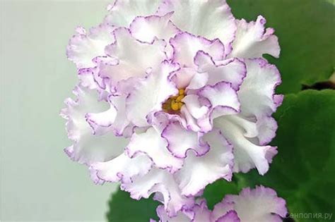 Фиалка РМ-Белла Вита, фото и описание