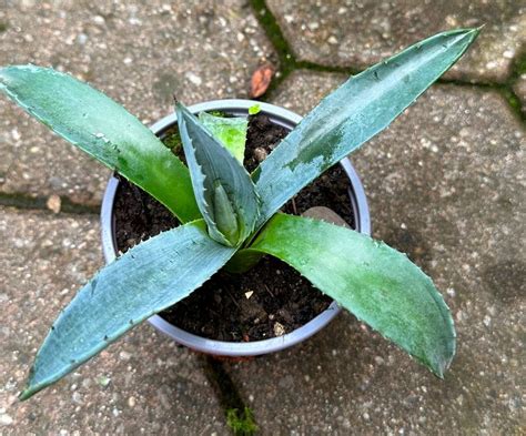 Agave Americana Pflanze Kaufen Auf Ricardo