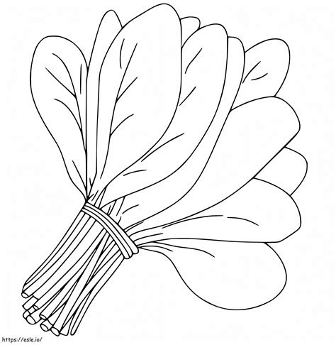 Bundle Of Spinach Coloring Pahe Coloring Page