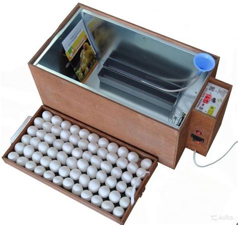 Инкубатор Блиц: описание моделей норма, 48, 72 и инструкция по инкубации