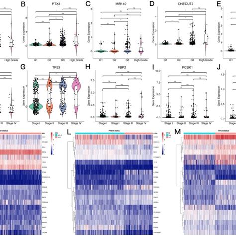 Expression Levels Of Emt Related Genes In Endometrial Carcinoma Cases