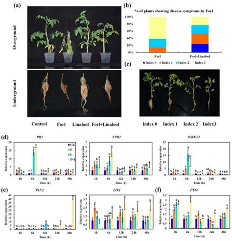 IJMS Free Full Text Revealing The Mechanisms For Linalool