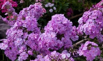 Флокс Сириус: описание сорта, характеристики, тонкости посадки и ухода ...