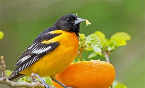 5 Ways To Attract Beautiful Birds To Your Garden