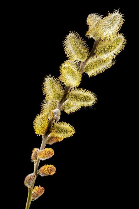 Blossoming Pussy Willow Twig Isolated On Black Background Stock Photo Image Of Growth