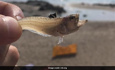 Uk Beachgoers Warned About Fish That Can Make People Unconscious