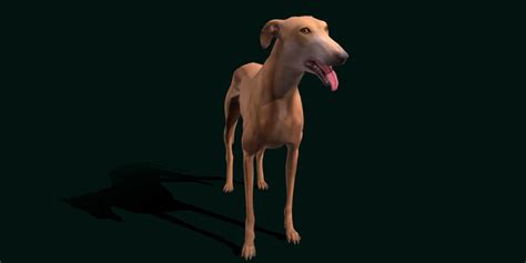 English Greyhound Dog Breed - 3D Model by Nyilonelycompany