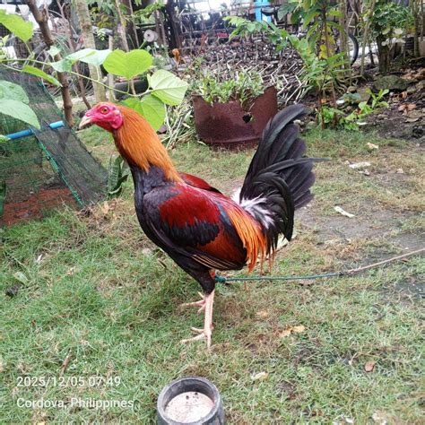Jack backyard breeder