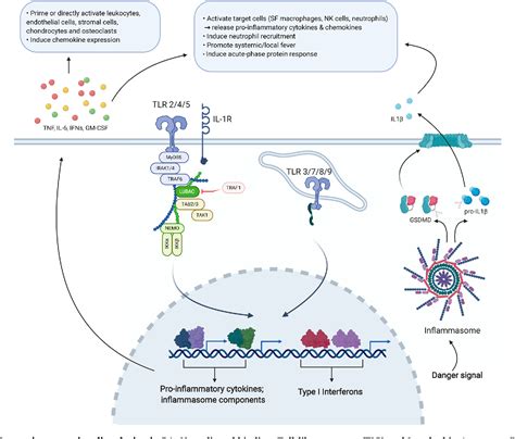 Figure 2 From Innate Immunity Drives Pathogenesis Of Rheumatoid Arthritis Semantic Scholar