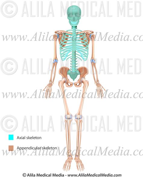 axial  appendicular skeleton unlabeled