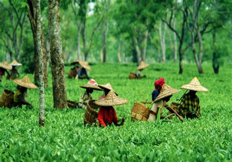 Assam Tourism : History, Culture, Tradition, Art and Handicrafts