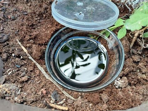 How To Craft The Ultimate Earwig Trap Step By Step Diy Solution Hometalk