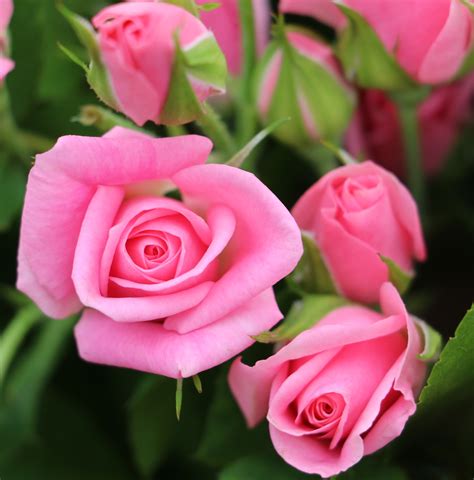 Eileen — Eufloria Flowers