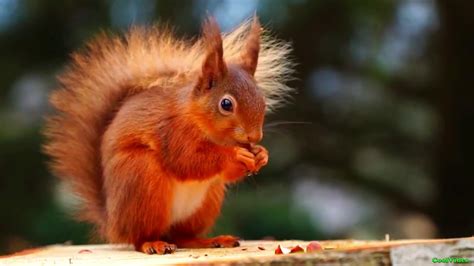 Белка красавица ест орешки - YouTube