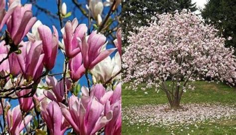 C Mo Cultivar Magnolias Magnolio De Manera Org Nica Eco Jard N M Gico