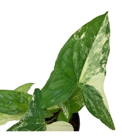 Syngonium Podophyllum Batik Arrowhead Plant