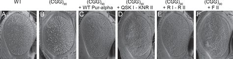 Figures And Data In Structural Basis Of Nucleic Acid Recognition And