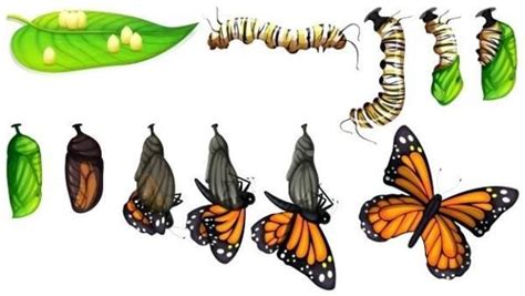 Metamorfosis De La Mariposa Y Sus Etapas Resumen Corto Butterfly Life Cycle Life Cycles