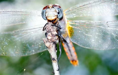 Стрекоза Фото Крупным Планом – Telegraph