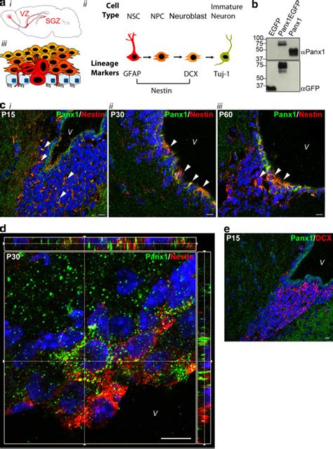 Panx Is Expressed In Nestin Positive Periventricular Nsc Npcs