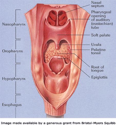 establishing airwayintubationcricothyrotomytracheotomy flashcards