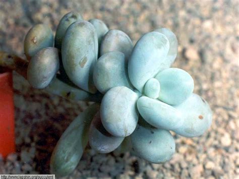 Купить растения, продажа и рассылка почтой, каталог, заказ суккулентов ...