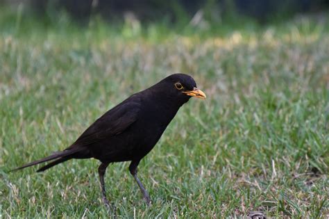 Burung Hitam Maskulin Paruh Foto Gratis Di Pixabay Pixabay