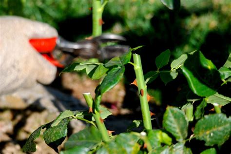 Rosen Schneiden Im Herbst Anleitungen Und FAQ