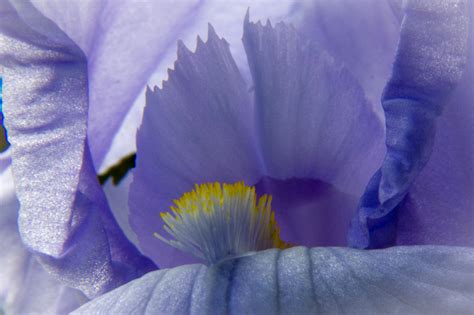 Fondos De Pantalla Naturaleza Fotograf A P Rpura Azul Polen