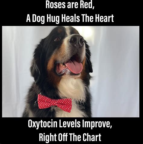 Do Dogs Feel Oxytocin