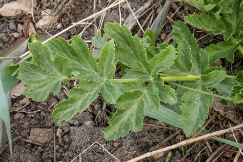 Parsnip Leaves