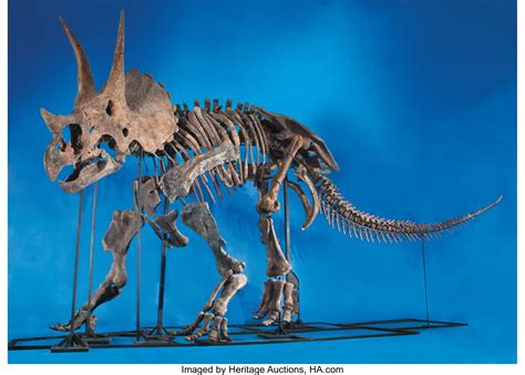 Show Me A Picture Of A Triceratops 1