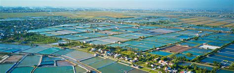 malaysian prawn hatcheries